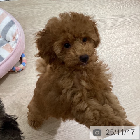 愛媛県のトイプードル(トイ) (ペットプラス 新居浜店/2025年8月23日生まれ/男の子/アプリコット)の子犬の4枚目の画像