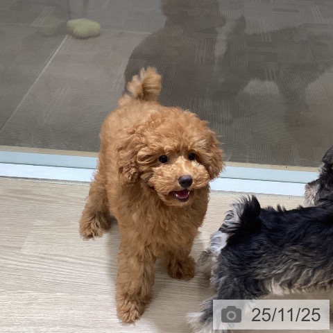 愛媛県のトイプードル(トイ) (ペットプラス 新居浜店/2025年8月23日生まれ/男の子/アプリコット)の子犬の3枚目の画像