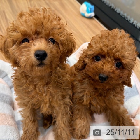 徳島県のトイプードル(トイ) (ペットプラス 徳島店/2025年8月23日生まれ/男の子/アプリコット)の子犬の3枚目の画像