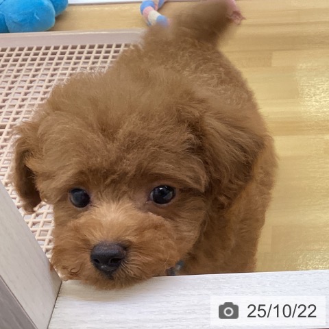 トイ・プードルの写真