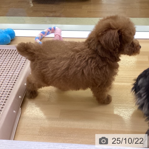 トイ・プードルの写真