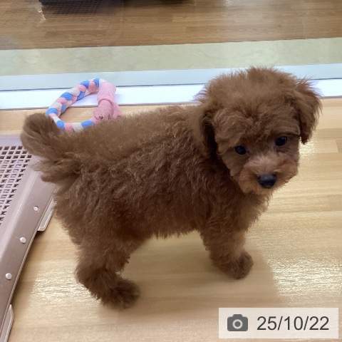 トイ・プードルの写真