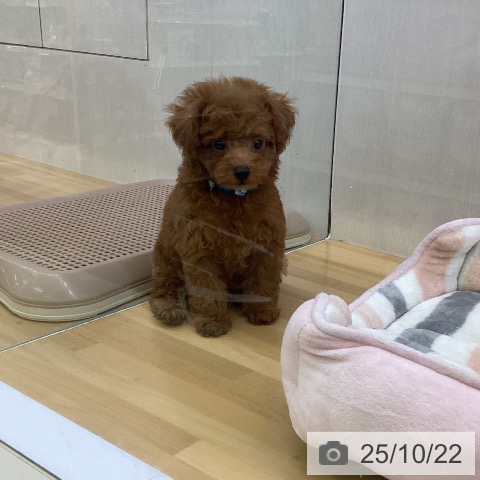 トイ・プードルの写真