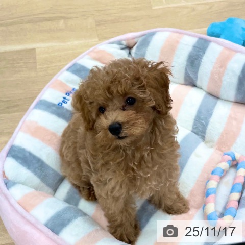 香川県のトイプードル(トイ) (ペットプラス 高松店/2025年8月23日生まれ/女の子/アプリコット)の子犬の4枚目の画像