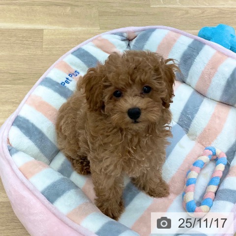 香川県のトイプードル(トイ) (ペットプラス 高松店/2025年8月23日生まれ/女の子/アプリコット)の子犬の3枚目の画像