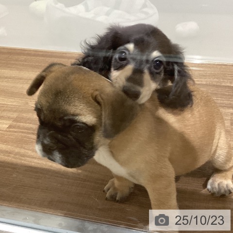 フレンチ・ブルドッグの写真
