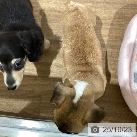 フレンチ・ブルドッグの写真