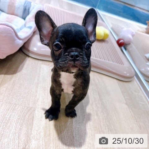 フレンチ・ブルドッグの写真
