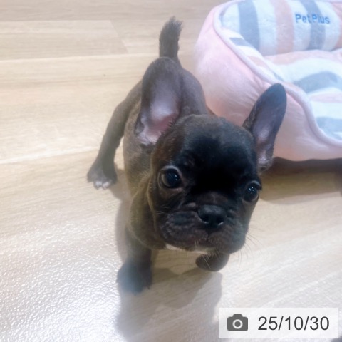 フレンチ・ブルドッグの写真