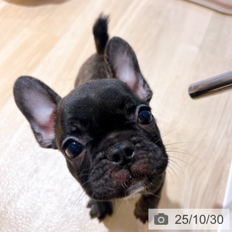 フレンチ・ブルドッグの写真