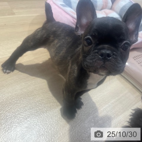 フレンチ・ブルドッグの写真