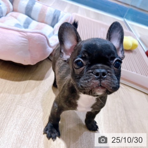 フレンチ・ブルドッグの写真