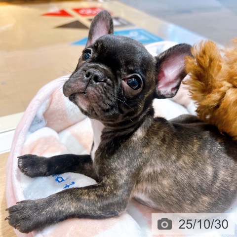 フレンチ・ブルドッグの写真