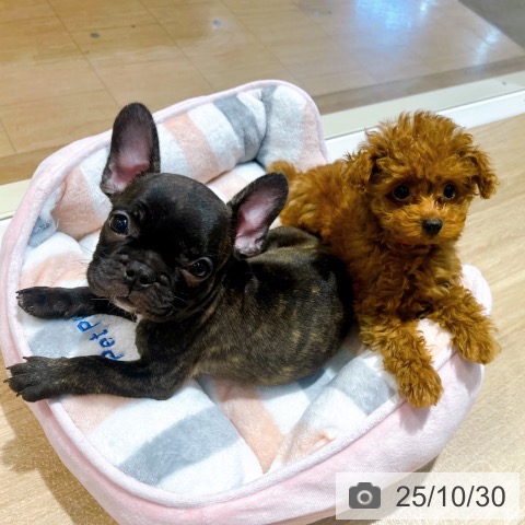 フレンチ・ブルドッグの写真