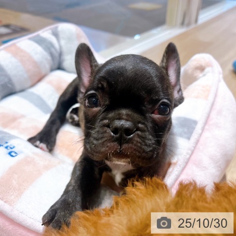 フレンチ・ブルドッグの写真