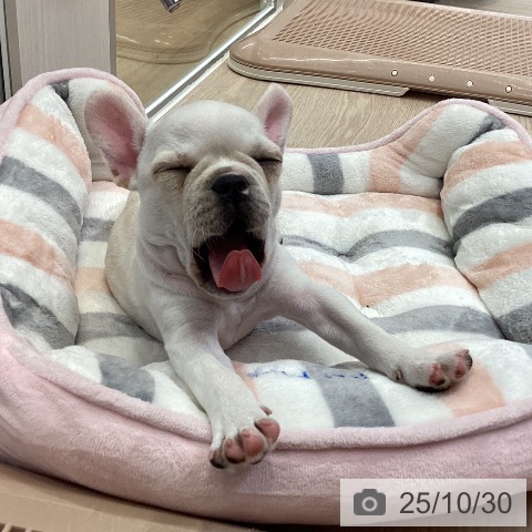 フレンチ・ブルドッグの写真