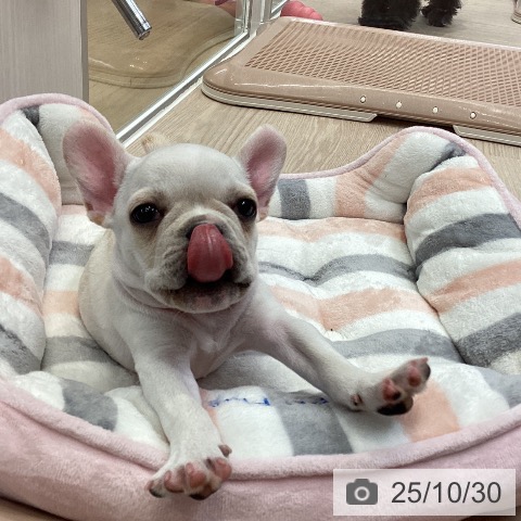 フレンチ・ブルドッグの写真