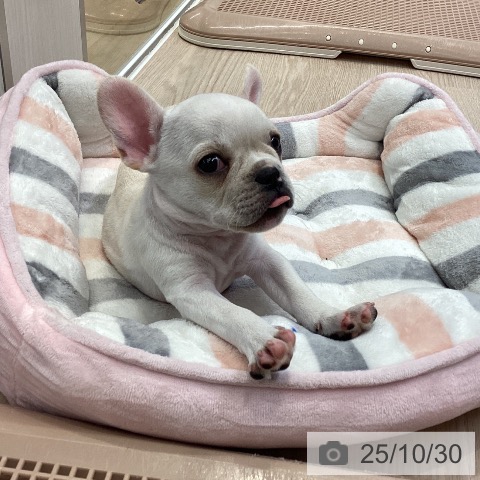 フレンチ・ブルドッグの写真