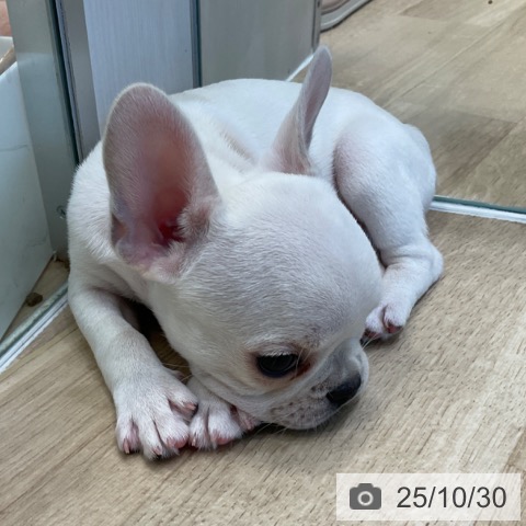 フレンチ・ブルドッグの写真