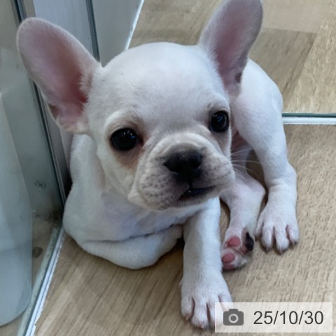 フレンチ・ブルドッグの写真