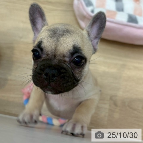 フレンチ・ブルドッグの写真