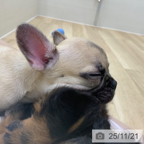 フレンチ・ブルドッグの写真