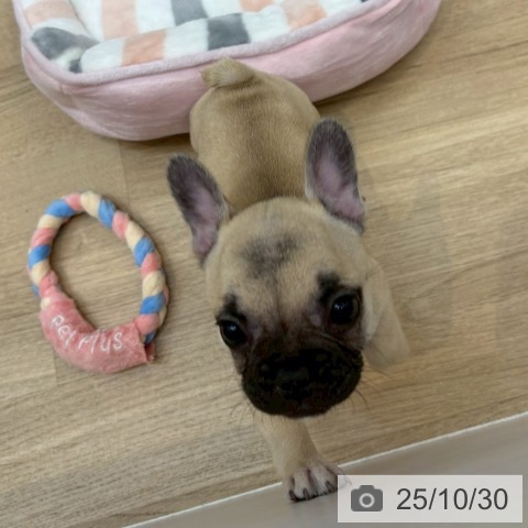 フレンチ・ブルドッグの写真