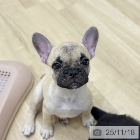 京都府のフレンチブルドッグ (ペットプラス 久御山店/2025年8月25日生まれ/女の子/フォーン)の子犬の4枚目の画像