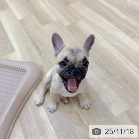 京都府のフレンチブルドッグ (ペットプラス 久御山店/2025年8月25日生まれ/女の子/フォーン)の子犬の3枚目の画像
