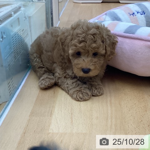 トイ・プードルの写真