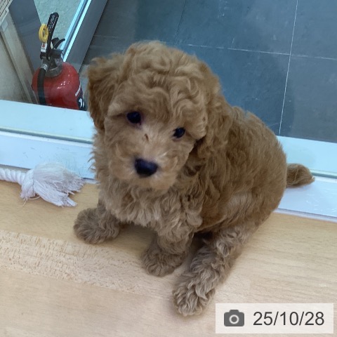 トイ・プードルの写真