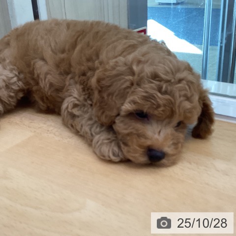 トイ・プードルの写真