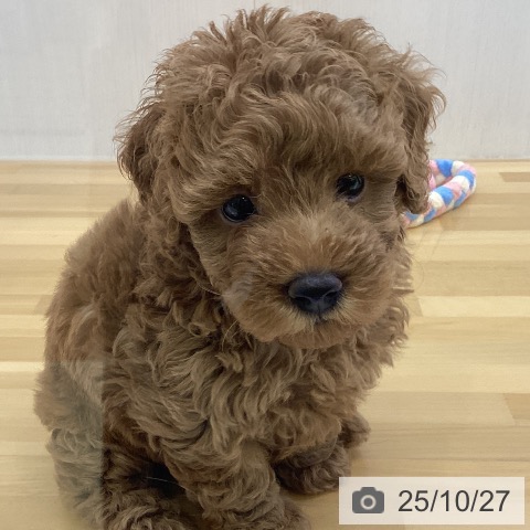 トイ・プードルの写真