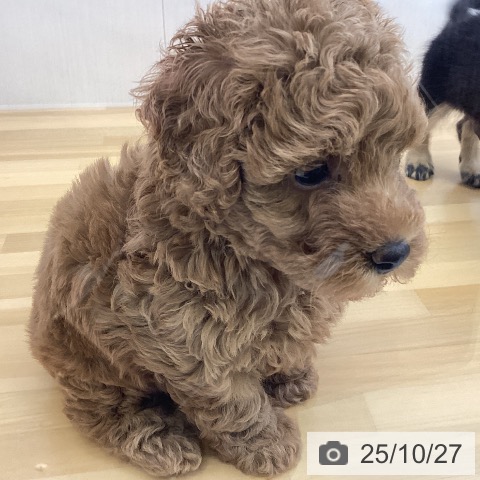 トイ・プードルの写真