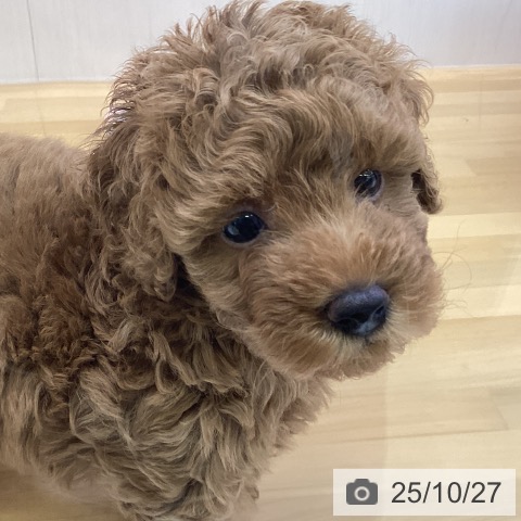 トイ・プードルの写真