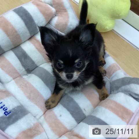 チワワの写真