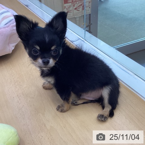 香川県のチワワ(ロング) (ペットプラス 高松店/2025年8月27日生まれ/男の子/ブラッククリーム)の子犬の4枚目の画像