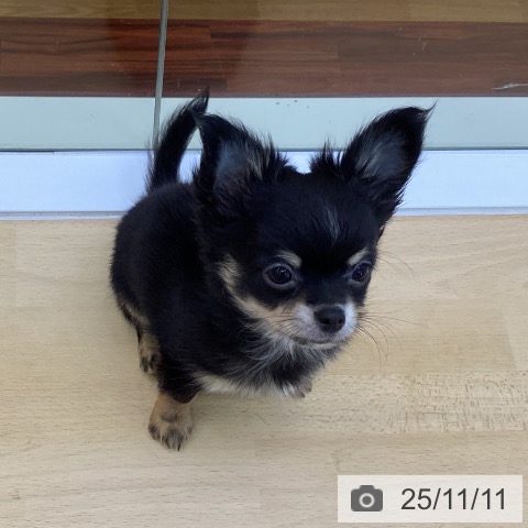 香川県のチワワ(ロング) (ペットプラス 高松店/2025年8月27日生まれ/男の子/ブラッククリーム)の子犬の4枚目の画像