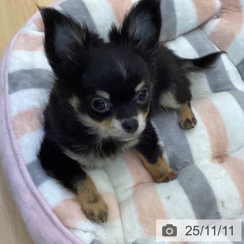 香川県のチワワ(ロング) (ペットプラス 高松店/2025年8月27日生まれ/男の子/ブラッククリーム)の子犬の3枚目の画像