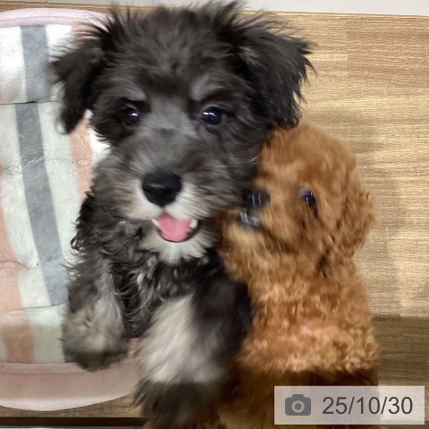 ミニチュア・シュナウザーの写真