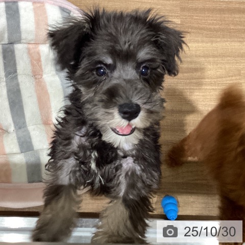 ミニチュア・シュナウザーの写真