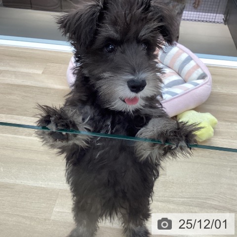 香川県のミニチュアシュナウザー (ペットプラス 高松店/2025年8月23日生まれ/女の子/ソルトペッパー)の子犬の4枚目の画像