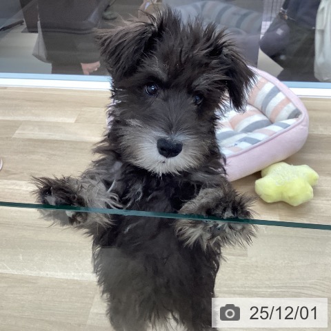 香川県のミニチュアシュナウザー (ペットプラス 高松店/2025年8月23日生まれ/女の子/ソルトペッパー)の子犬の3枚目の画像