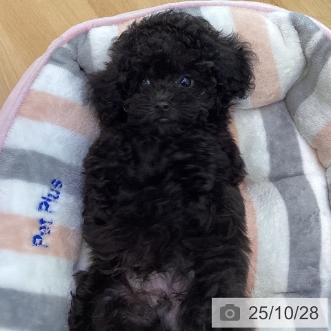 トイ・プードルの写真