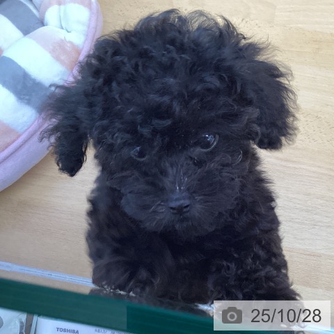 トイ・プードルの写真