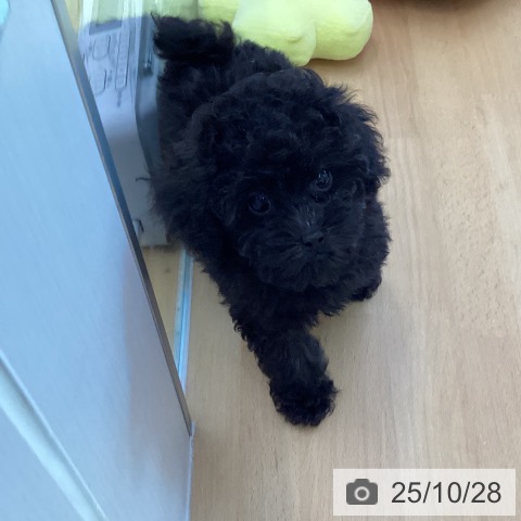 トイ・プードルの写真