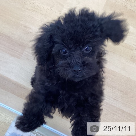 徳島県のトイプードル(トイ) (ペットプラス 徳島店/2025年8月20日生まれ/男の子/ブラック)の子犬の4枚目の画像