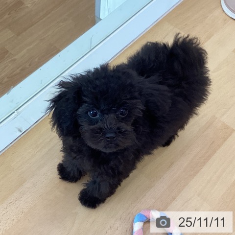 徳島県のトイプードル(トイ) (ペットプラス 徳島店/2025年8月20日生まれ/男の子/ブラック)の子犬の3枚目の画像