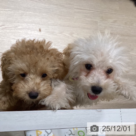 徳島県のトイプードル(トイ) (ペットプラス 徳島店/2025年8月20日生まれ/女の子/クリーム)の子犬の4枚目の画像