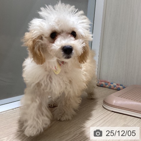 徳島県のトイプードル(トイ) (ペットプラス 徳島店/2025年8月20日生まれ/女の子/クリーム)の子犬の3枚目の画像